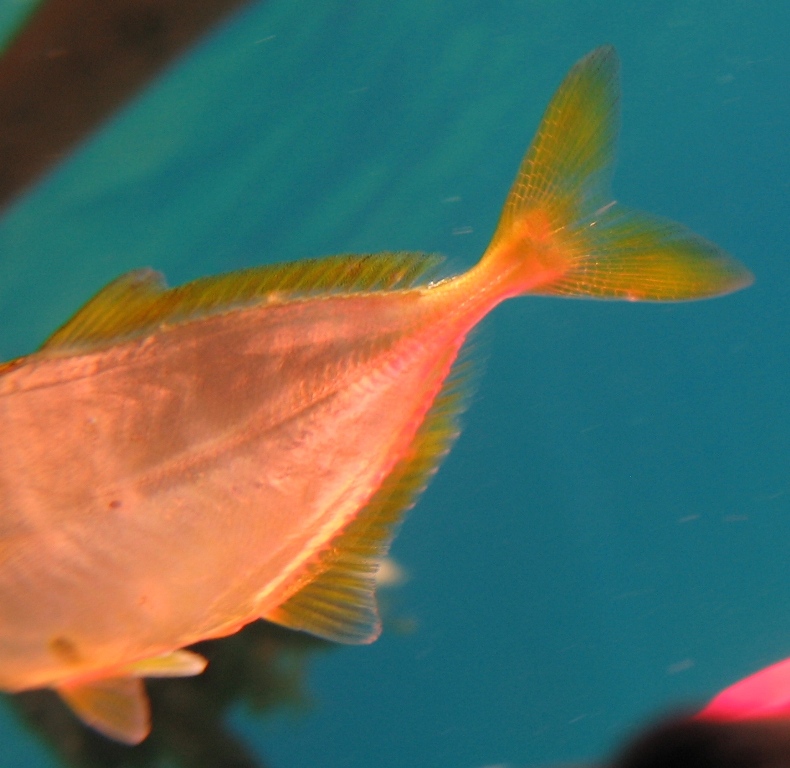 juvenile Caranx crysos